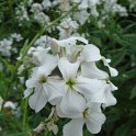 Hesperis matronalis var.alba fleur